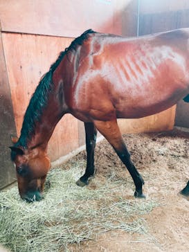 ノーザンホースパークに投稿された画像（2025/8/10）