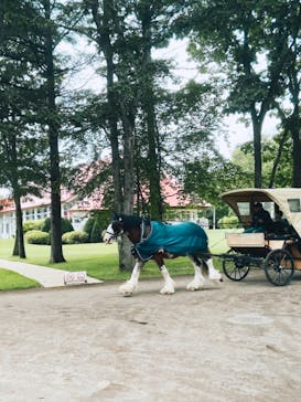 ノーザンホースパークに投稿された画像（2025/8/10）