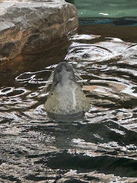 しながわ水族館に投稿された画像（2025/8/10）