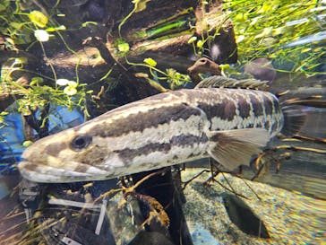 カワスイ 川崎⽔族館に投稿された画像（2025/8/10）