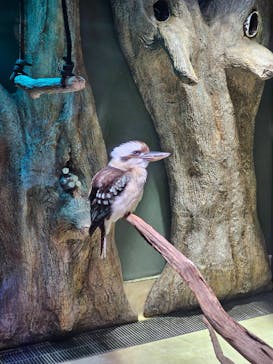 カワスイ 川崎⽔族館に投稿された画像（2025/8/10）