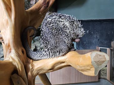 カワスイ 川崎⽔族館に投稿された画像（2025/8/10）