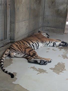 天王寺動物園に投稿された画像（2025/8/10）