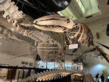 太地町立くじらの博物館に投稿された画像（2025/8/10）