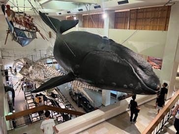 太地町立くじらの博物館に投稿された画像（2025/8/10）