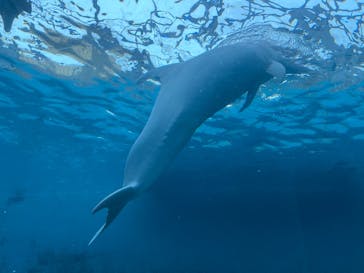 太地町立くじらの博物館に投稿された画像（2025/8/10）