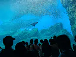 仙台うみの杜水族館に投稿された画像（2025/8/10）