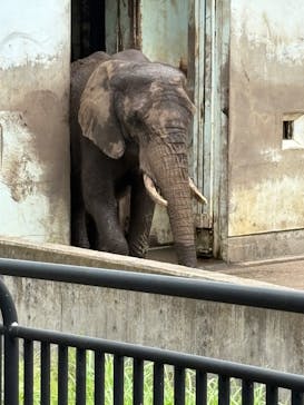 秋田市大森山動物園に投稿された画像（2025/8/10）