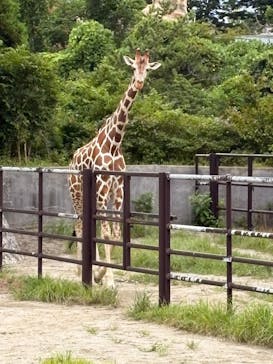 秋田市大森山動物園に投稿された画像（2025/8/10）