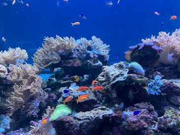 サンシャイン水族館に投稿された画像（2025/8/10）