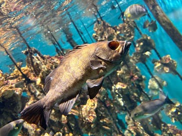 仙台うみの杜水族館に投稿された画像（2025/8/10）