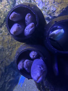 仙台うみの杜水族館に投稿された画像（2025/8/10）