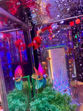 錦鯉・金魚アクアリウム in ときメッセに投稿された画像（2025/8/10）