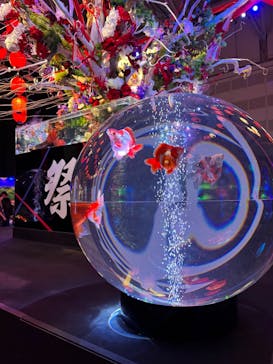 錦鯉・金魚アクアリウム in ときメッセに投稿された画像（2025/8/10）