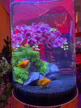 錦鯉・金魚アクアリウム in ときメッセに投稿された画像（2025/8/10）
