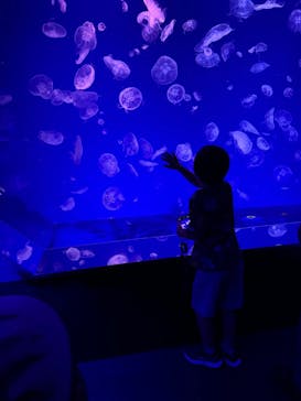 名古屋港水族館に投稿された画像（2025/8/10）