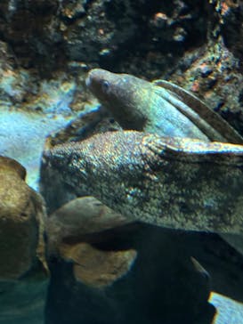 名古屋港水族館に投稿された画像（2025/8/10）