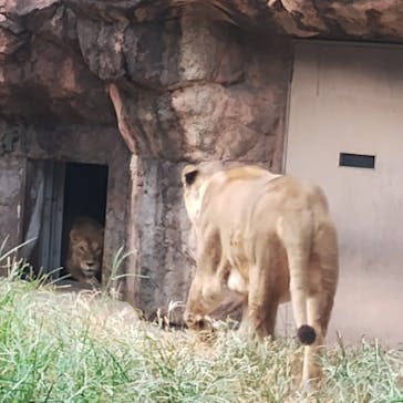 天王寺動物園に投稿された画像（2025/8/10）