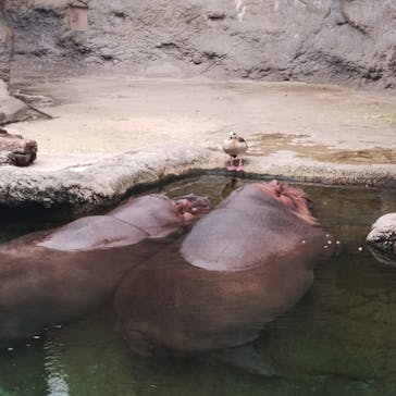 天王寺動物園に投稿された画像（2025/8/10）