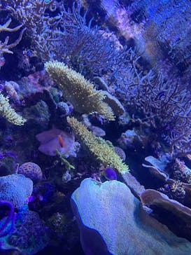 名古屋港水族館に投稿された画像（2025/8/10）