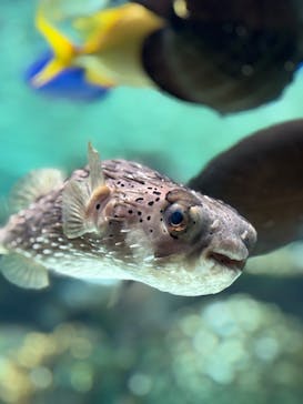 名古屋港水族館に投稿された画像（2025/8/10）