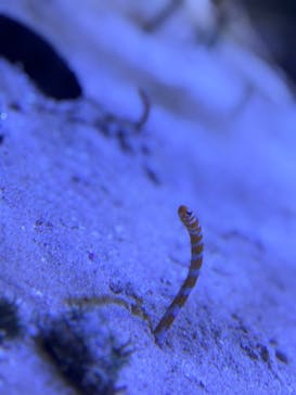 名古屋港水族館に投稿された画像（2025/8/10）