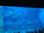 仙台うみの杜水族館に投稿された画像（2025/8/10）