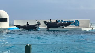 鴨川シーワールドに投稿された画像（2025/8/10）