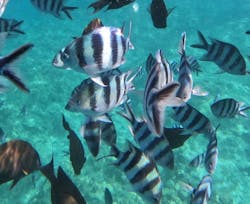 DIVE IN CHATANに投稿された画像（2025/8/10）