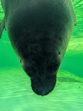 滋賀県立琵琶湖博物館に投稿された画像（2025/8/10）