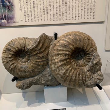 国立科学博物館に投稿された画像（2025/8/10）