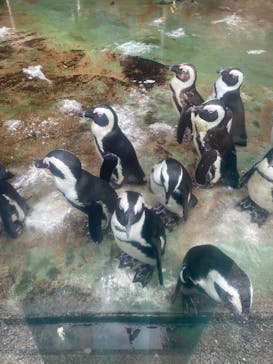 伊豆・三津シーパラダイスに投稿された画像（2025/8/10）