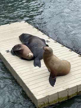 伊豆・三津シーパラダイスに投稿された画像（2025/8/10）