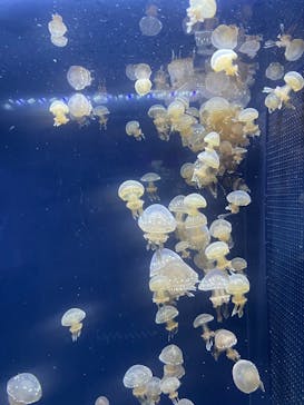 伊豆・三津シーパラダイスに投稿された画像（2025/8/10）