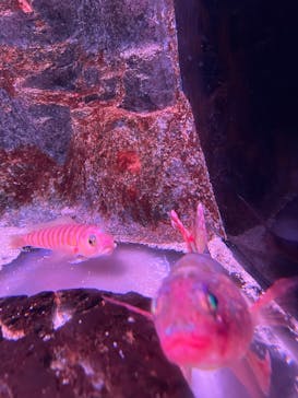 伊豆・三津シーパラダイスに投稿された画像（2025/8/10）