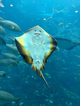 下田海中水族館に投稿された画像（2025/8/10）