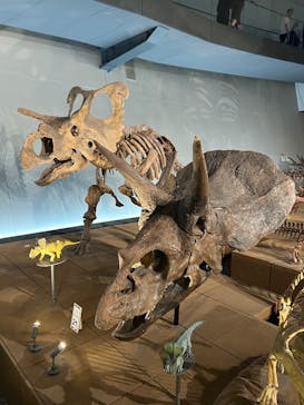 福井県立恐竜博物館に投稿された画像（2025/8/10）