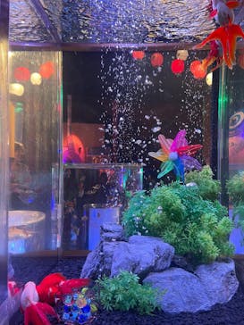 錦鯉・金魚アクアリウム in ときメッセに投稿された画像（2025/8/10）