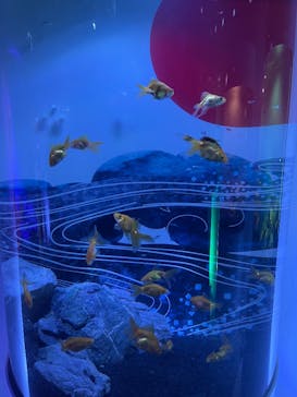 錦鯉・金魚アクアリウム in ときメッセに投稿された画像（2025/8/10）