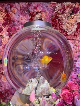 錦鯉・金魚アクアリウム in ときメッセに投稿された画像（2025/8/10）