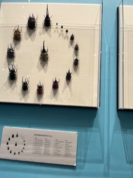 特別展 『昆虫 MANIAC』に投稿された画像（2025/8/10）