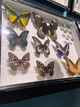 特別展 『昆虫 MANIAC』に投稿された画像（2025/8/10）