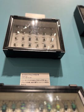 特別展 『昆虫 MANIAC』に投稿された画像（2025/8/10）
