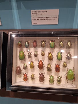 特別展 『昆虫 MANIAC』に投稿された画像（2025/8/10）