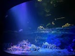 竹島水族館に投稿された画像（2025/8/10）