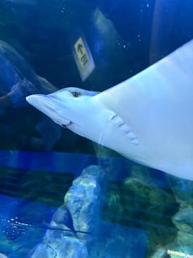 しながわ水族館に投稿された画像（2025/8/10）