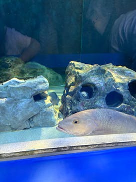 しながわ水族館に投稿された画像（2025/8/10）