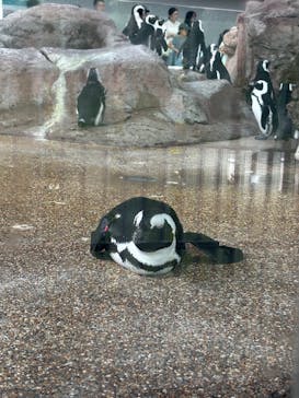 京都鉄道博物館×京都水族館に投稿された画像（2025/8/10）
