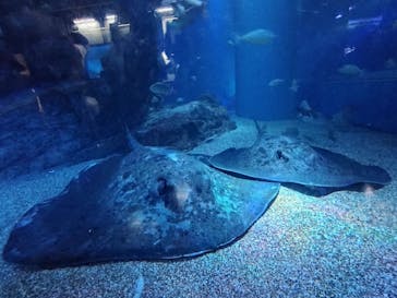 マクセル アクアパーク品川に投稿された画像（2025/8/10）