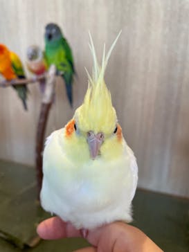 Moff animal cafe 小田原ダイナシティ店に投稿された画像（2025/8/10）